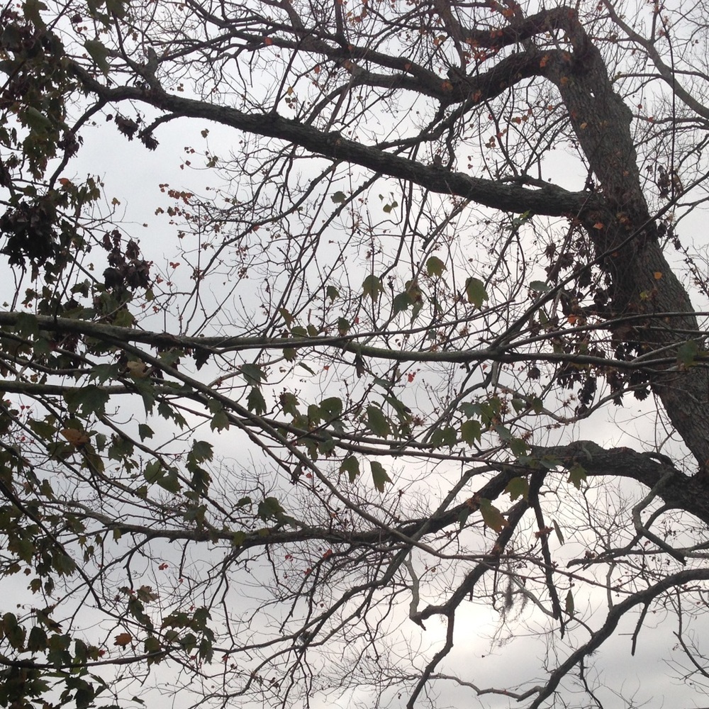 Meet your Posher, Dariana